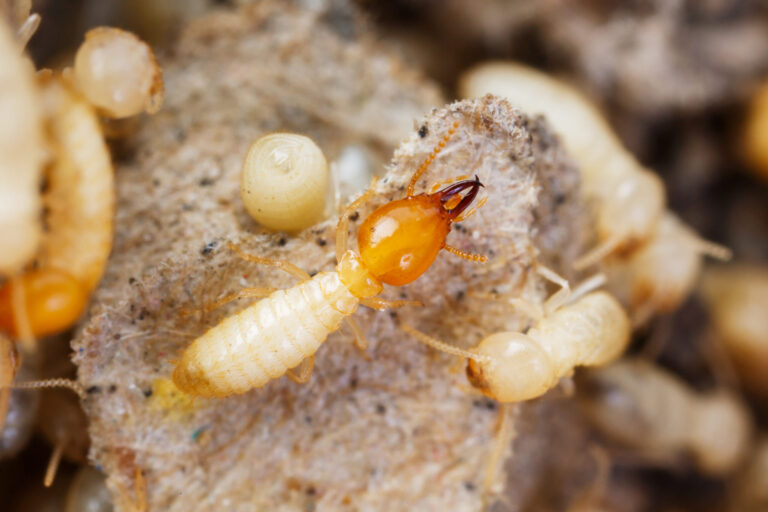 Las Plagas Más Comunes en Málaga y Cómo Controlarlas