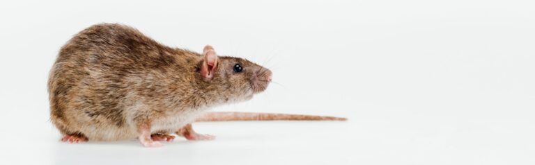 Cómo eliminar ratas de casa: guía completa y eficaz
