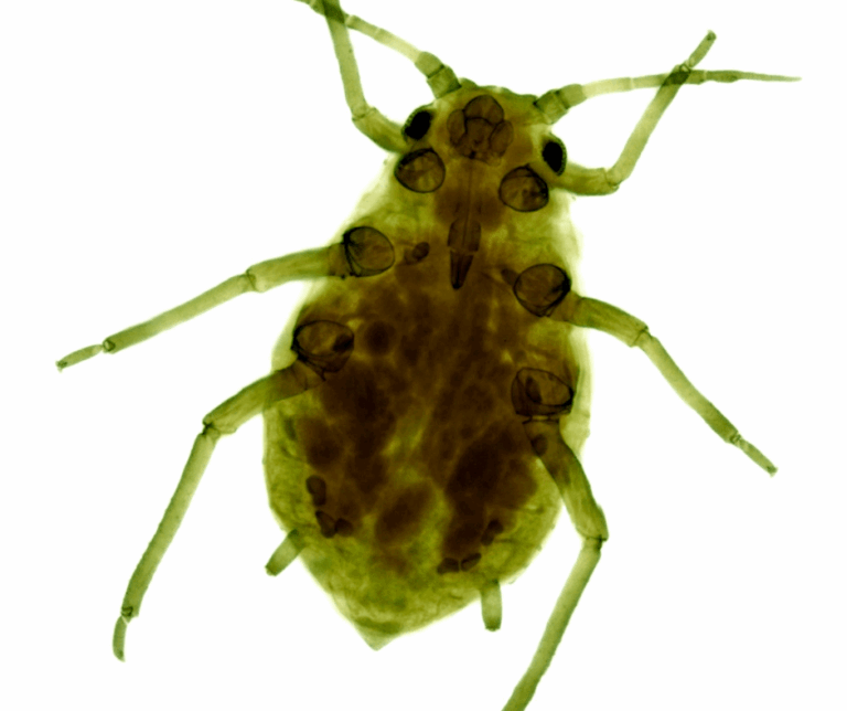 Plagas de pulgón en Málaga