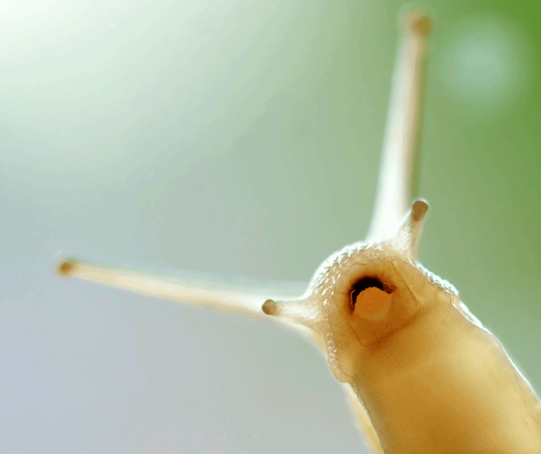 Plagas de caracoles en Málaga