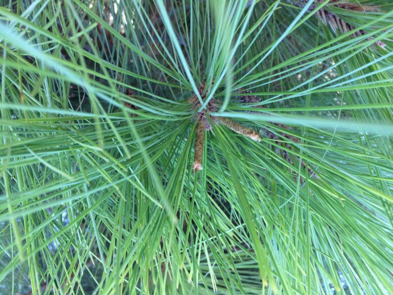 Procesionaria del Pino