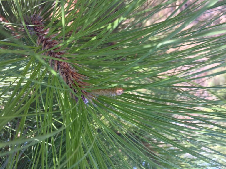 Presencia de la procesionaria del pino