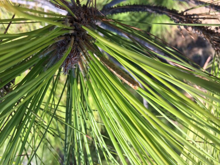 Plagas de procesionaria en Málaga