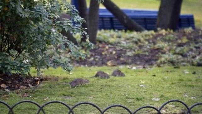 Varias plagas de ratas en París requieren urgentes medidas de desratización