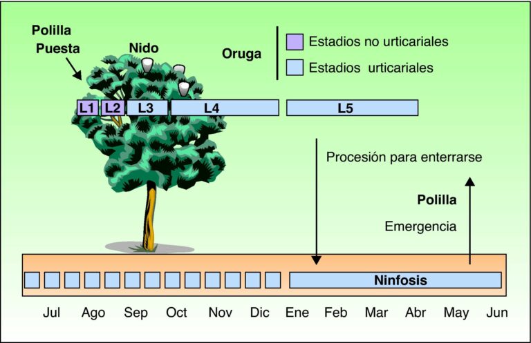 Procesionaria del Pino en Málaga y Reacciones alérgicas ¿Cómo evitarlas?