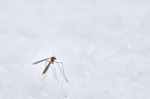 Qué son los mosquitos ‘alien’ y cómo protegernos de ellos