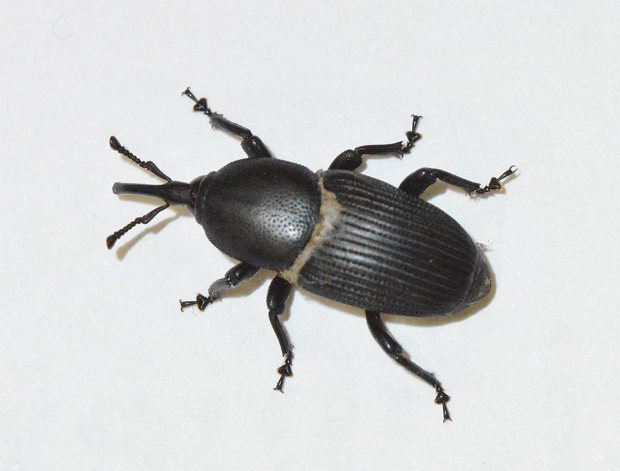 El picudo negro, pariente cercano del picudo rojo, ataca al ágave en Málaga