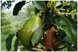 Cómo prevenir las plagas del aguacate