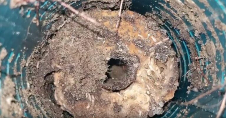 Plagas de termitas subterráneas