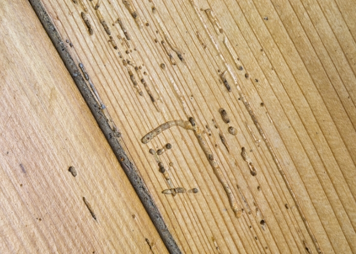 Cómo saber si hay carcoma