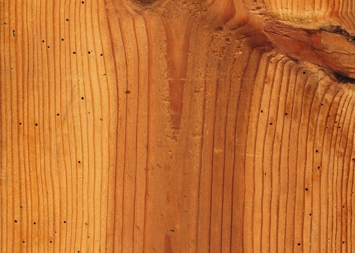 Cómo saber si hay termitas